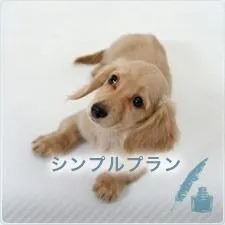 火葬のみのシンプルプラン