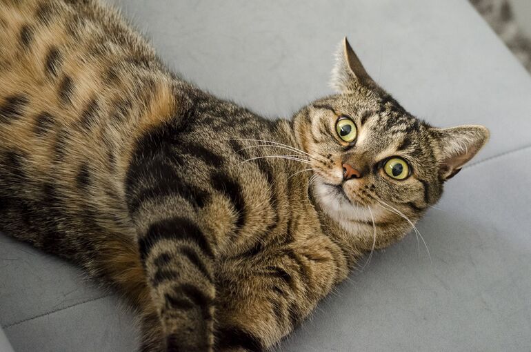 東京・ペット葬儀｜飼い猫に健康で長生きしてもらうために|ペットセレモニーウェイビー西東京支店