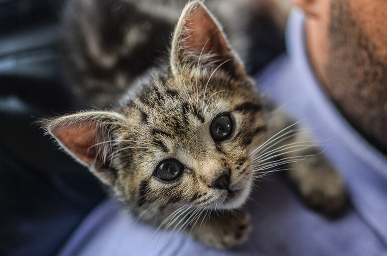 東京・ペット葬儀|猫を飼う前にチェックすること|ペットセレモニーウェイビー西東京支店