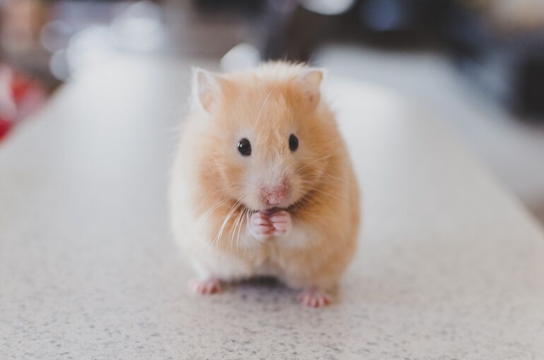 東京・ペット葬儀｜ハムスターを飼うとき｜ペットセレモニーウェイビー西東京支店