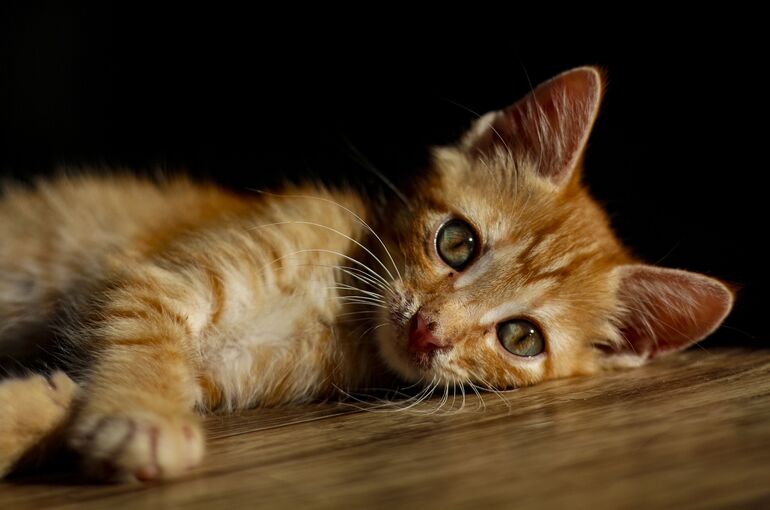 cat-5488070_1920