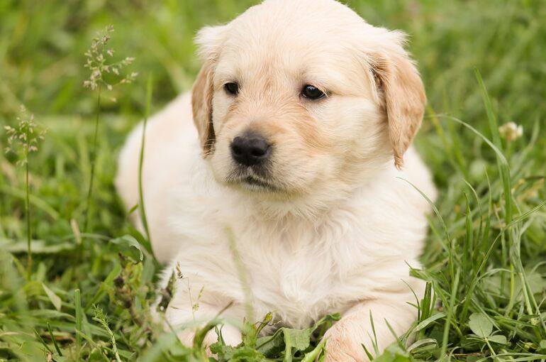 puppy-1207818_1920