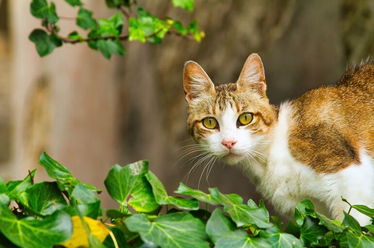 cat-6380095_1920