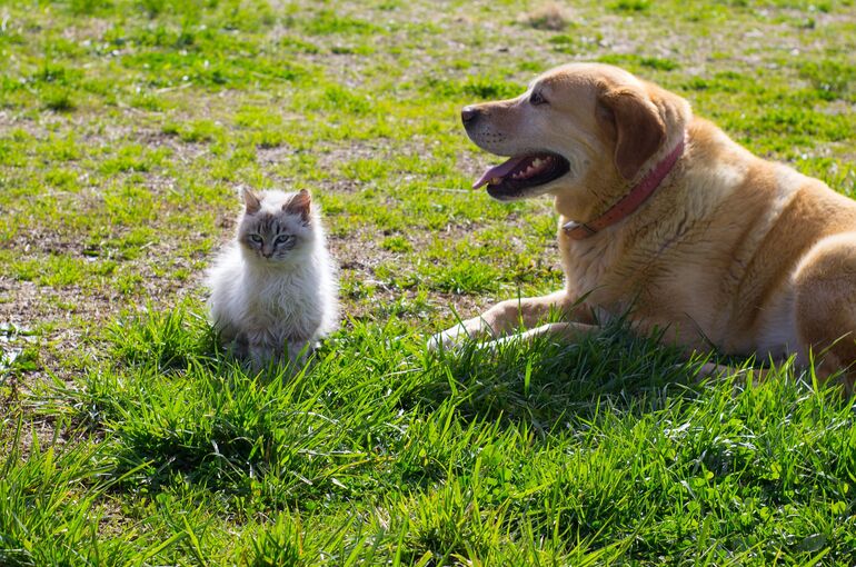 dog-4824693_1920