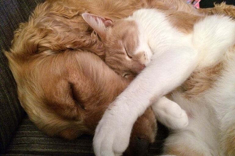 cat-and-dog-775116_1920