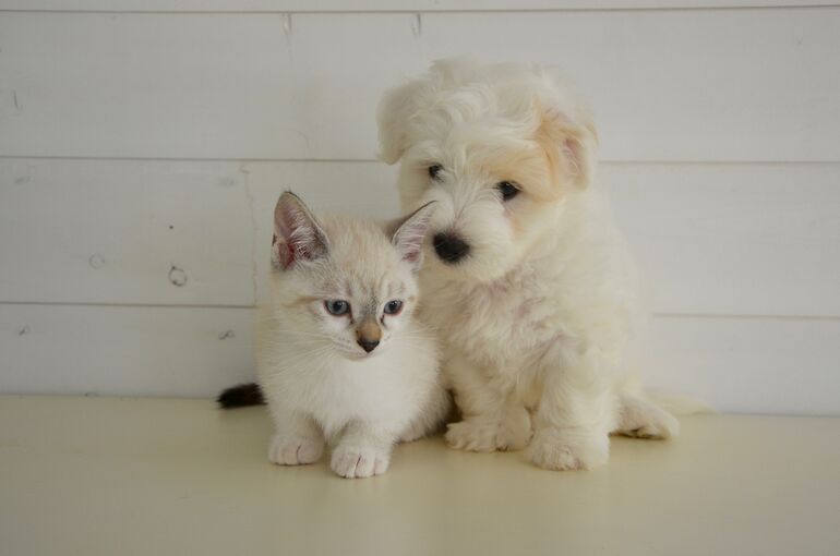dog-cat-2520041_1920