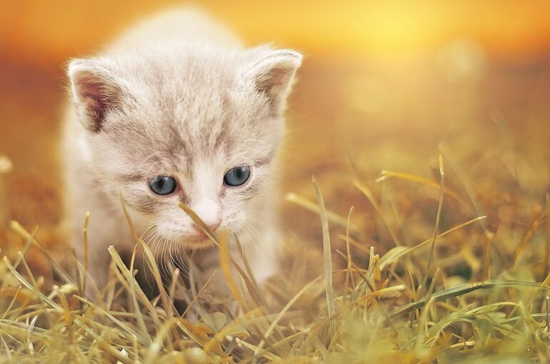 cat-1992140_1920