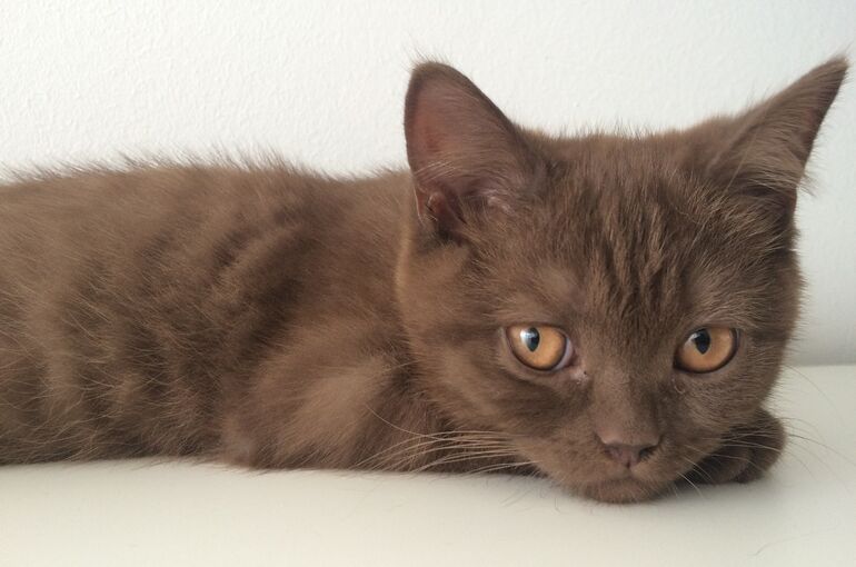 cat-2714323_1920