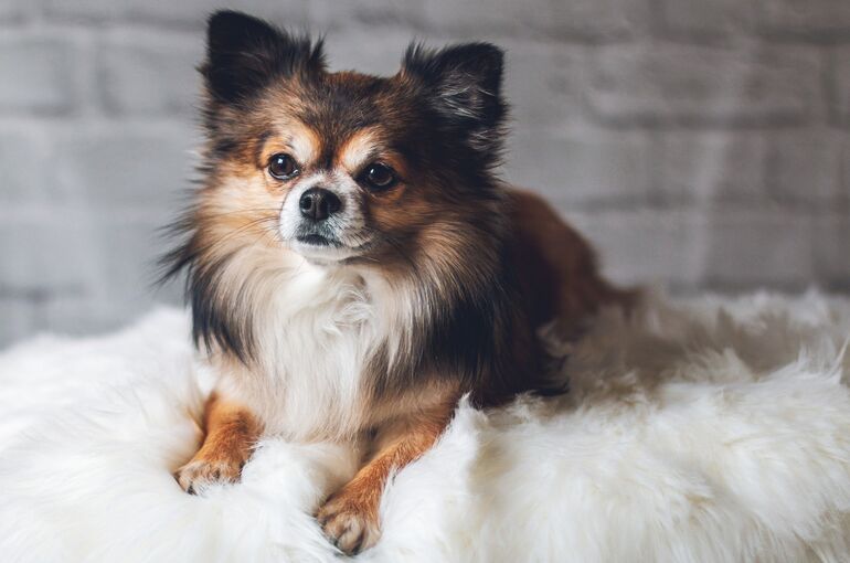chihuahua-4294070_1920