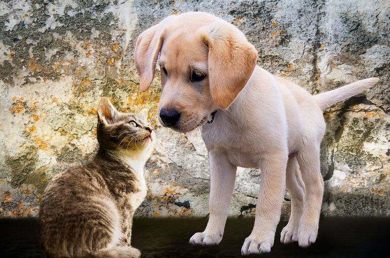 animals-2198994_1920