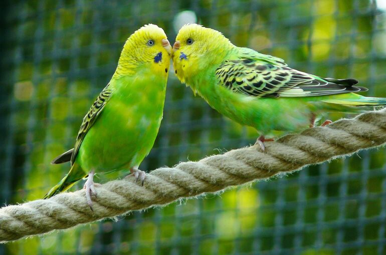 budgies-g60a6cc3e8_1920
