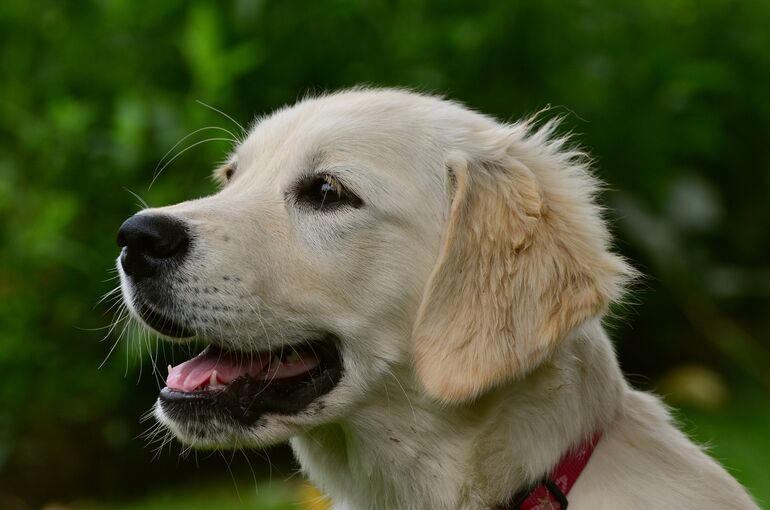 dog-2556796_1920