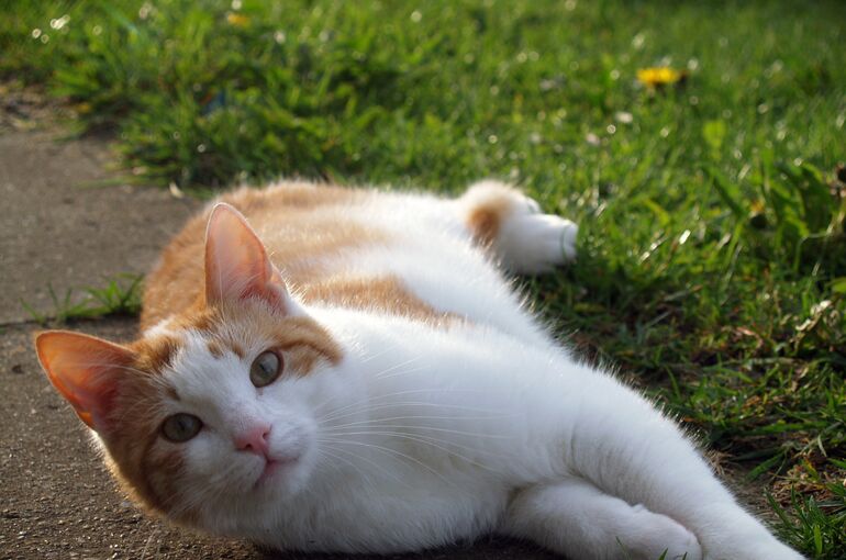 cat-5870257_1920