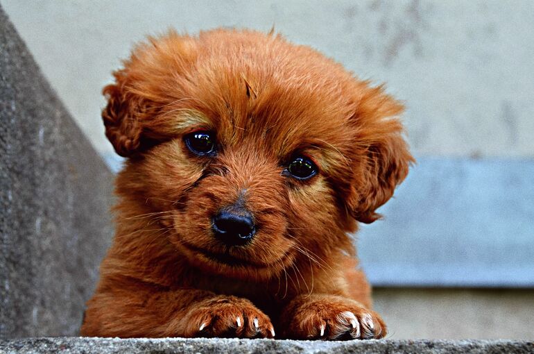 animal-731576_1920