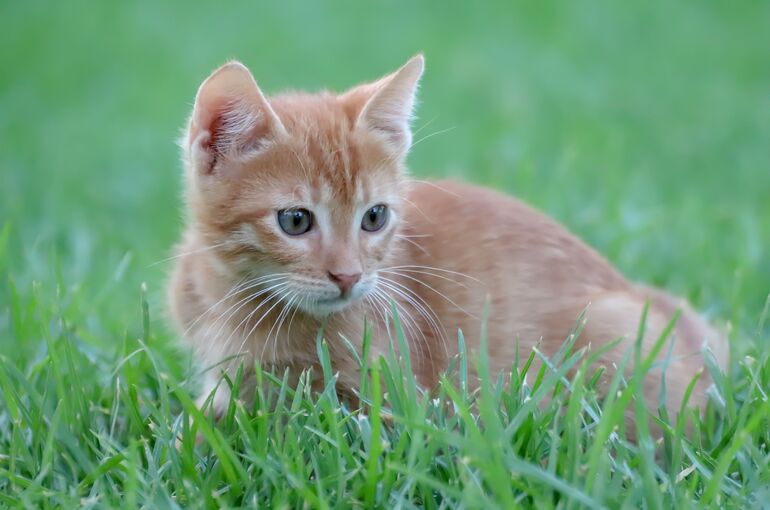 cat-4262976_1920