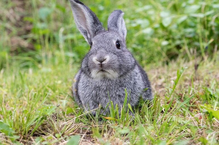 rabbit-2437088_1920