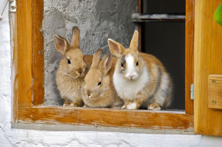 rabbit-2409186_1920