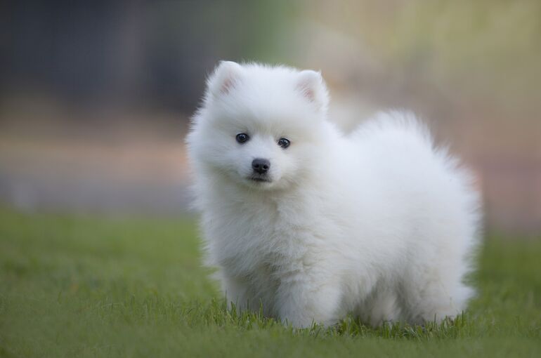 japanese-spitz-5735829_1920