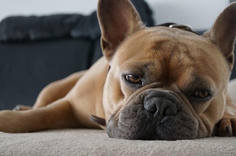 french-bulldog-5342008_1920
