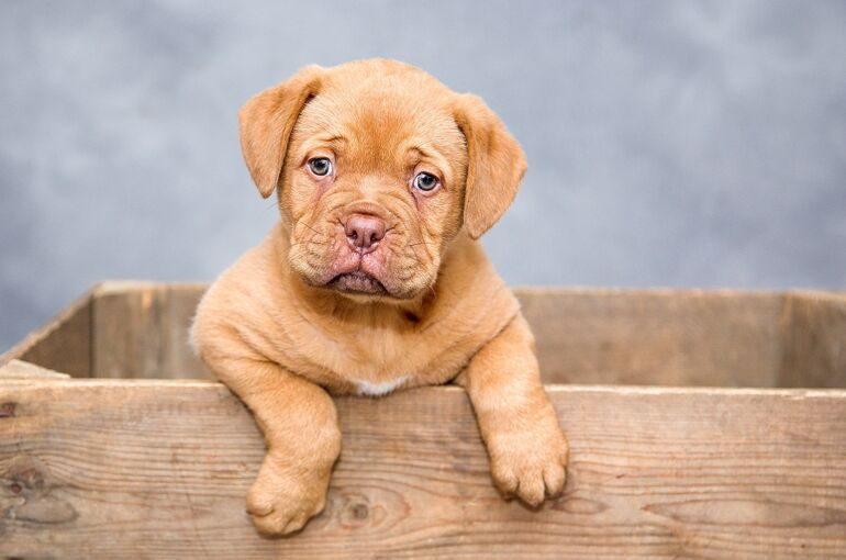 puppy-1047521_1920