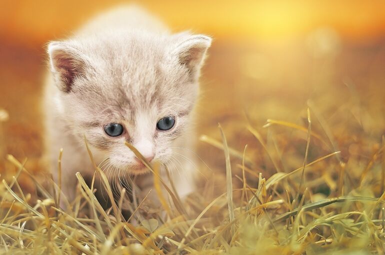 cat-1992140_1920