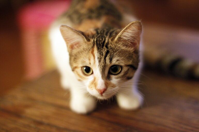 kitten-1760814_1920