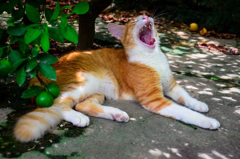cat-3659550_1920