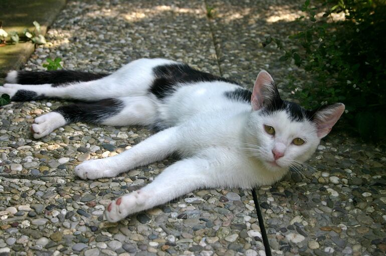 cat-482586_1920