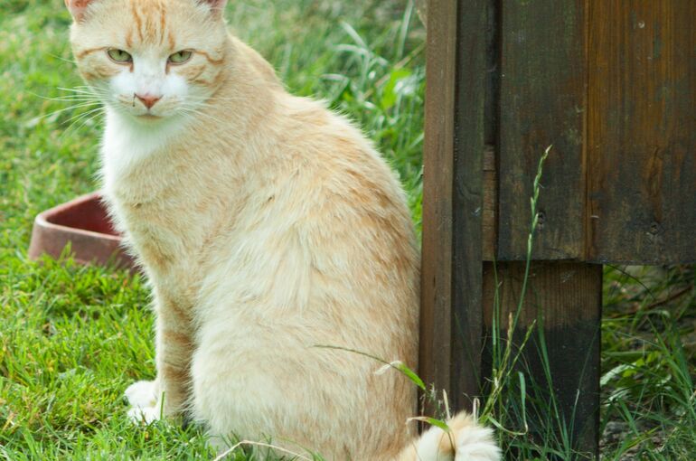 cat-239553_1920