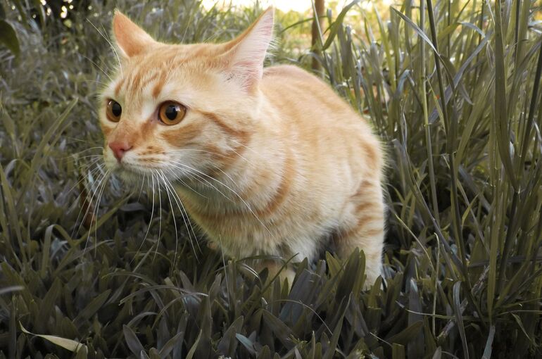 cat-2868879_1920