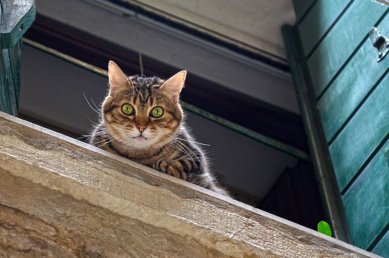 cat-1578865_1920