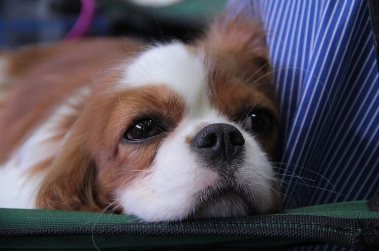 dog-5198607_1920