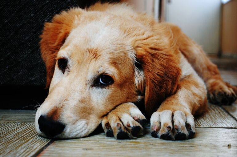 dog-1846066_1920