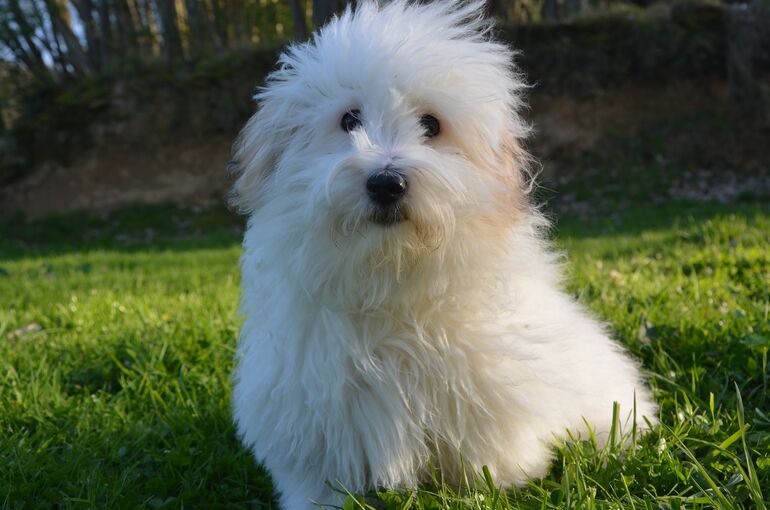dog-2226330_1920