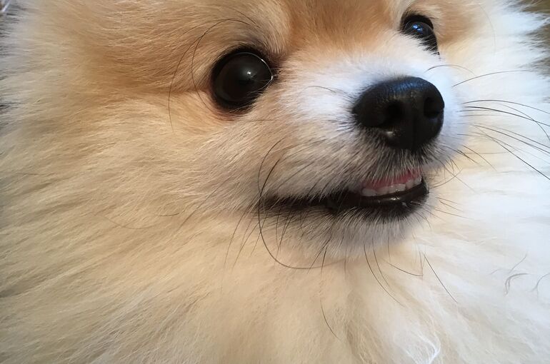 pomeranian-2810657_1920