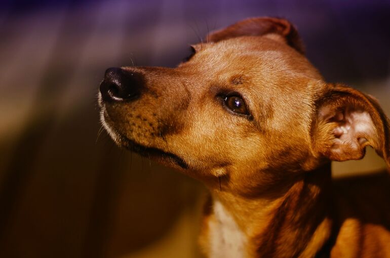 puppy-4095481_1920