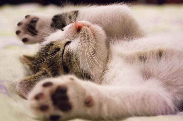 kitten-2288404_1920