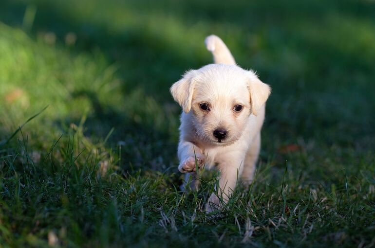 dog-5357794_1920
