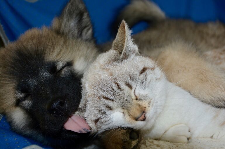 cat-1074657_1920