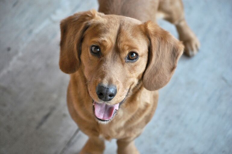 dog-2981865_1920