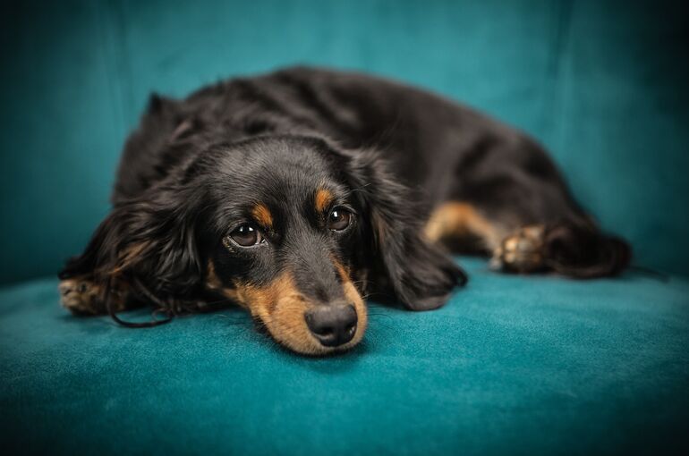 dog-2561134_1920