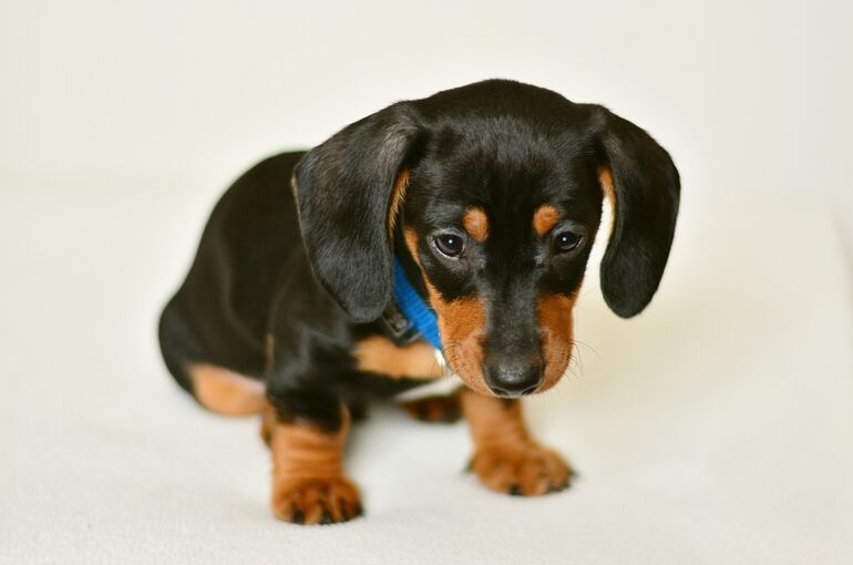 dachshund-2975210_1920