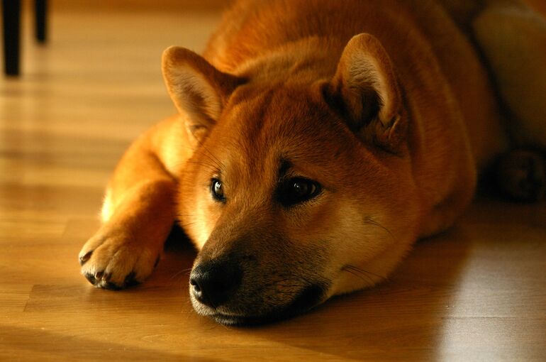 shiba-inu-1904871_1920