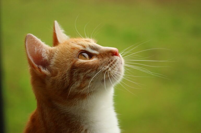 cat-1417278_1920