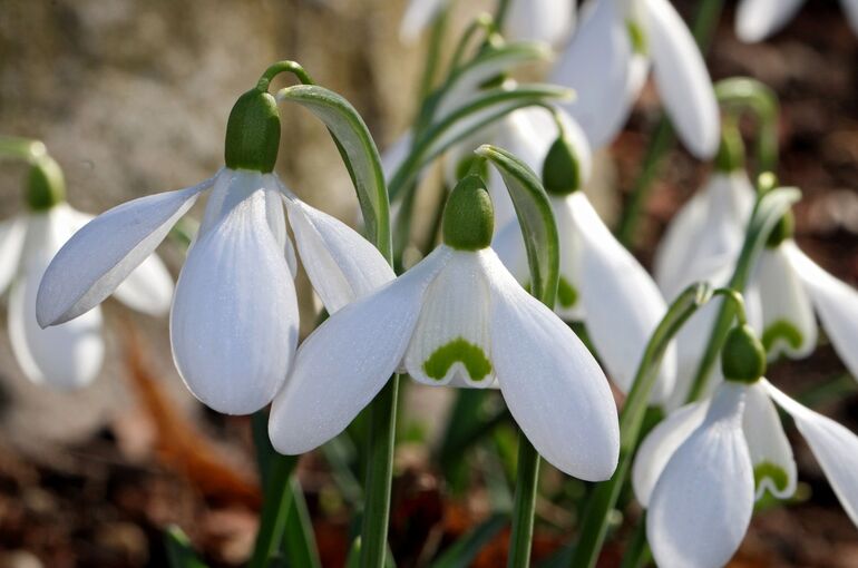 snowdrop-4029439_1920