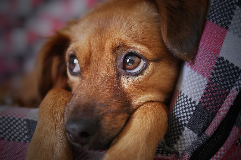 dog-3071334_1920