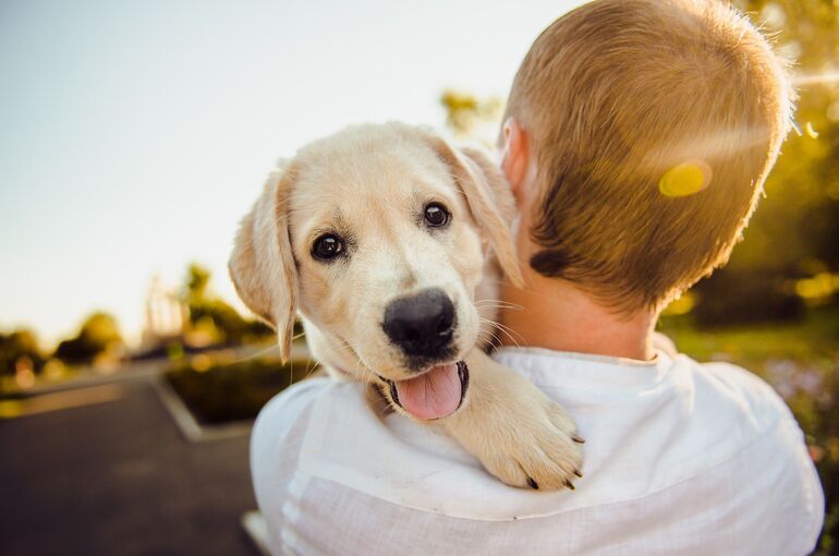 adorable-3344414_1920