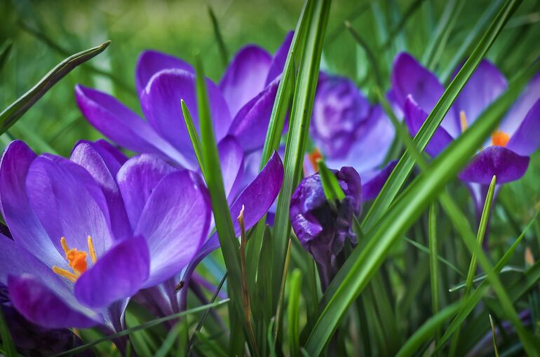crocus-1286476_1920