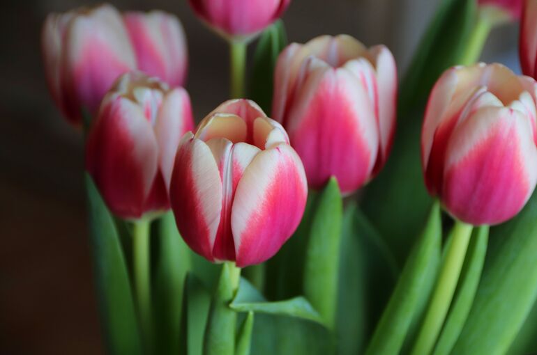 tulip-buds-4758327_1920