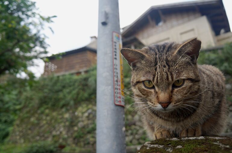 cat-2669215_1920